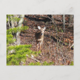 Schattige Deer in de Natuur van de Bossen Fotograf Briefkaart