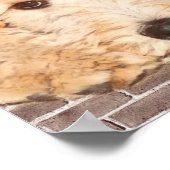Schattige Dog-foto Poster (Hoek)