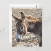 Schattige Donkey Briefkaart (Voorkant / Achterkant)