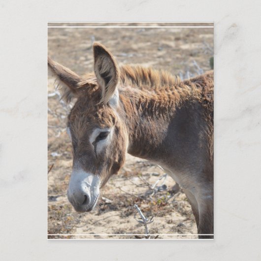 Schattige Donkey Briefkaart (Voorkant)
