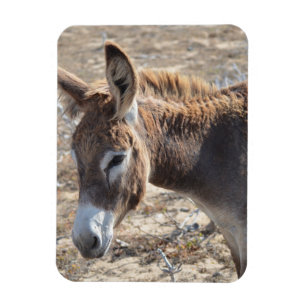Schattige Donkey Magneet