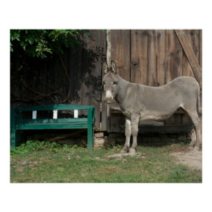 Schattige Donkey naast Wooden Green Bench Perfect Poster
