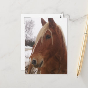 Schattige Draft Horse Gelegenheid in de winter Briefkaart