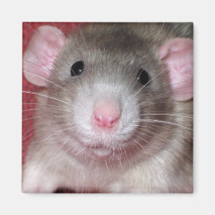 Schattige Dumbo Rat Magneet
