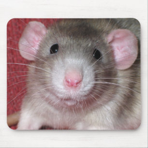 Schattige Dumbo Rat Muismat