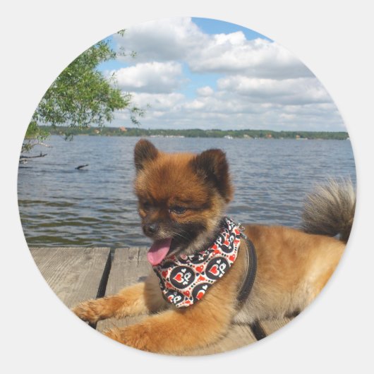 Schattige dwerghond sticker (Voorkant)