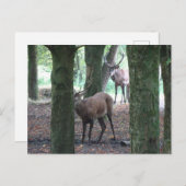 Schattige edelherten DIY Briefkaart (Voorkant / Achterkant)