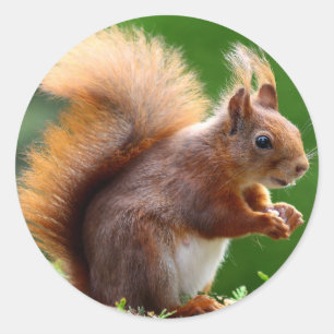 Schattige eekhoorn Afbeelding Ronde Sticker