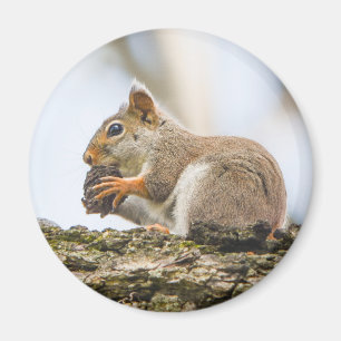 Schattige eekhoorn bosdieren natuur magneet