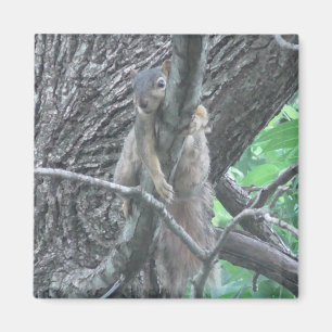 Schattige eekhoorn die op een tak slapen magneet