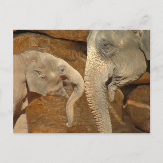 SCHATTIGE ELEPHANTS BRIEFKAART (Voorkant)