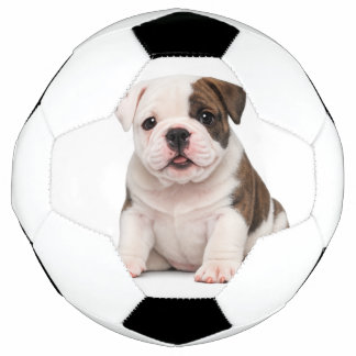Schattige Engelse Bulldog Puppy Voetbal
