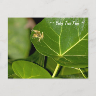 Schattige Florida Tiny baby Tree Frog Briefkaart