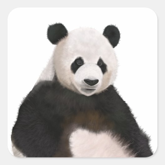 Schattige Fluffy Panda Beer Vierkante Sticker (Voorkant)