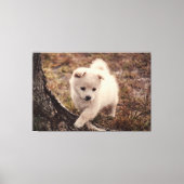 Schattige fluffy Snowball Puppy Dog Canvas Kunst (Voorkant)
