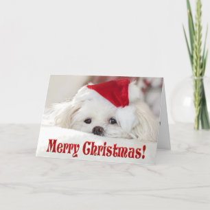 Schattige Fluffy Witte Maltezer Puppy Hond met een Feestdagen Kaart