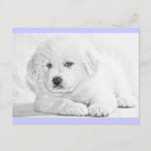 Schattige Fluffy Witte Puppypostkaart Briefkaart