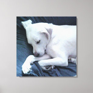 Schattige foto van mooie witte hond die op de bank canvas afdruk
