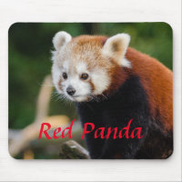 Schattige foto van rode panda