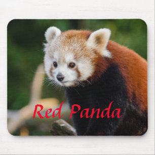 Schattige foto van rode panda muismat