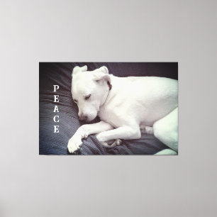 Schattige foto van vredige witte puppy hond slapen canvas afdruk