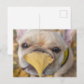 Schattige Franse Bulldog Briefkaart (Voorkant / Achterkant)
