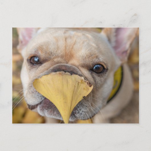 Schattige Franse Bulldog Briefkaart (Voorkant)