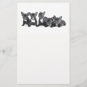 Schattige Franse Bulldog Puppies Flyer