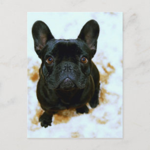 Schattige Franse Bulldog Puppy! Briefkaart