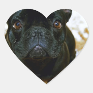 Schattige Franse Bulldog Puppy! Hart Sticker