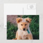 Schattige gemengde pauze briefkaart (Voorkant / Achterkant)