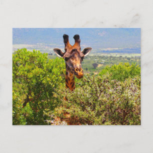 Schattige Giraffe die zijn hoofd boven de bomen ho Briefkaart