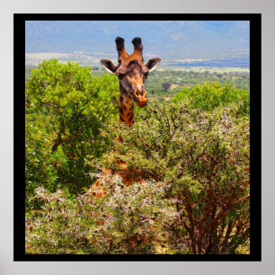 Schattige Giraffe die zijn hoofd boven de bomen ho Poster