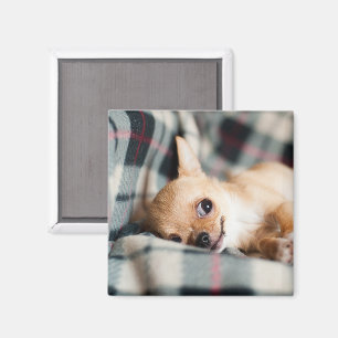 Schattige glimlachende Chihuahua op deken Magneet