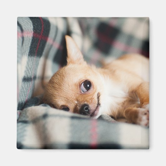 Schattige glimlachende Chihuahua op deken Magneet (Voorkant)