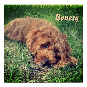 Schattige Golden Doodle Perfect Poster