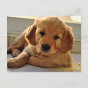 Schattige Golden Retriever puppy dog Briefkaart
