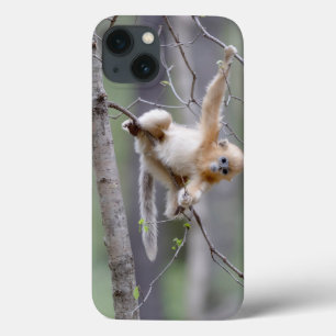 Schattige gouden stompneusaap op boomtakken iPhone 13 hoesje
