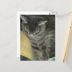 Schattige Grey Sleepy Tabby Kat Briefkaart