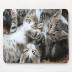 Schattige Grijze Driekleurige Kittens/Voeg een fot Muismat