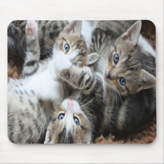Schattige Grijze Driekleurige Kittens/Voeg een fot Muismat
