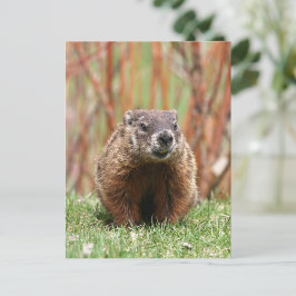 Schattige Groundhog in Natuur Briefkaart