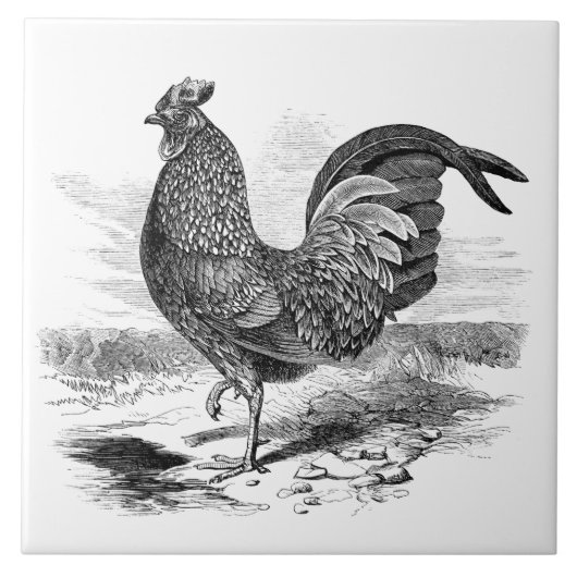 Schattige  haan boerderij decor tegel tegeltje (Voorkant)