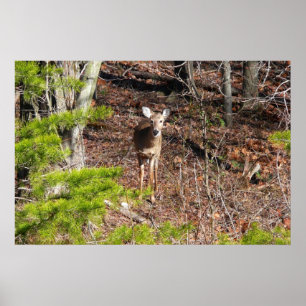 Schattige herten in het bos Natuurfotografie Poster