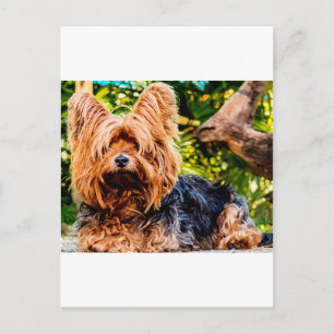 Schattige Hond huisdier Yorkie Vrede Liefde Bestem Briefkaart