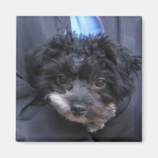 schattige HOND Magneet