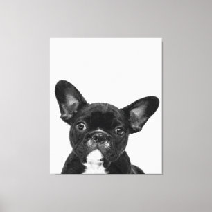 Schattige hond   Zwart Frans Bulldog Face Canvas Afdruk