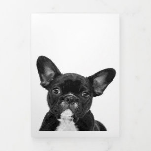 Schattige hond   Zwart Frans Bulldog Face Drieluik Aankondiging