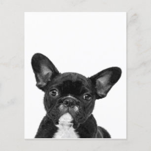 Schattige hond   Zwart Frans Bulldog Face Flyer