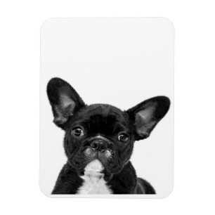 Schattige hond Zwart Frans Bulldog Face Magneet
